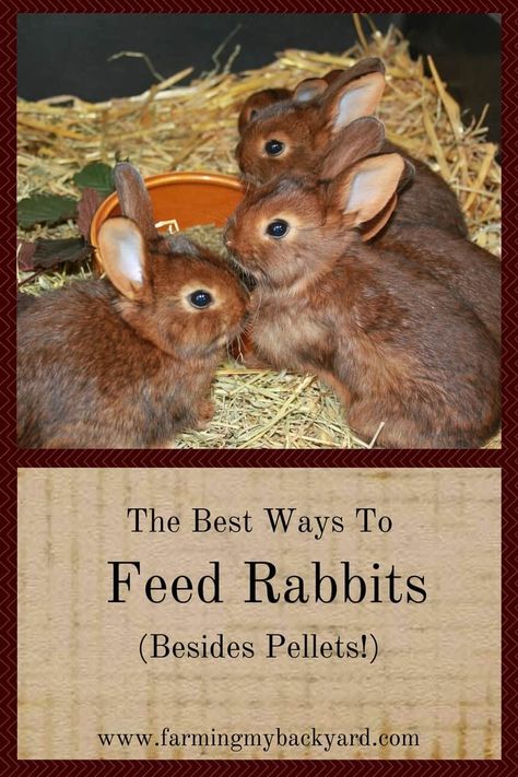 Rabbit Colony, Meat Rabbits Breeds, Breeding Rabbits, Raising Meat Rabbits, Rabbits For Meat, Rabbit Farming, Raising Rabbits For Meat, Rabbit Feeding, Pet Rabbit Care