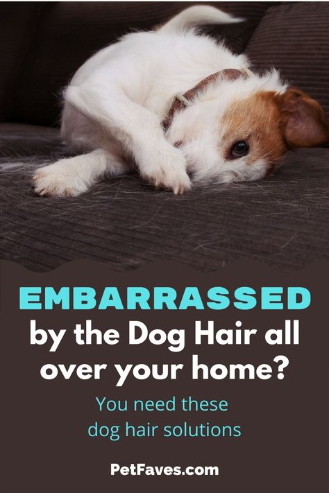 Don't be embarrassed by the dog hair all over your home! There are things you can do to get the dog hair under control. I share some solutions to help you get a handle on the fur in your house. How To Clean Dog Hair In House, How To Manage Dog Hair, How To Control Dog Hair In The House, Get Rid Of Dog Hair In House, How To Keep Dog Hair Off Bed, How To Keep Dog Hair Under Control, Matted Dog Hair, Dog Hair Cleaning, Dog Life Hacks