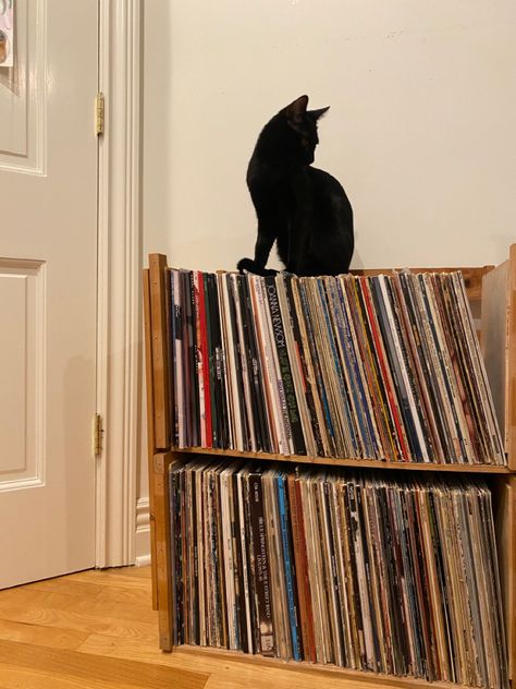 Black Cat In Apartment, Cat Apartment, Black Cat Aesthetic, Look Back In Anger, Aesthetic Apartment, Aesthetic Living Room, The Black Cat, Apartment Aesthetic, Boho House