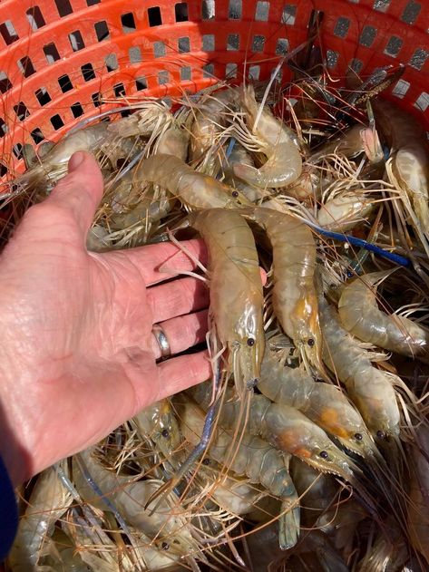 Shrimp are Freshwater Farms' pride and joy, however. The shrimp are put into the ponds in June and harvested during the third week in September. Fall Festivals In Ohio, Circleville Pumpkin Show, Shrimp Festival, Freshwater Shrimp, Shrimp Farming, Pumpkin Show, Seafood House, Channel Catfish, Fish Hatchery