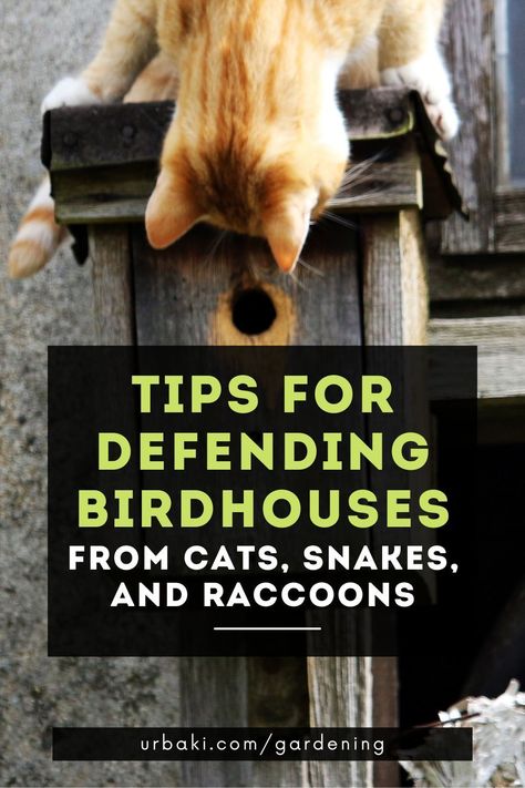 The nesting season is dangerous for birds, and many predators find eggs, young birds, and even hatching adults a tasty and tempting meal. By taking steps to protect cages from hungry predators, you can help nesting birds raise their families safely.Birdhouse PredatorsMany different predators will target the birdhouses for an easy meal. The most common culprits include: Cats Snakes Raccoons... Protecting Blueberries From Birds, Nesting Materials For Birds, Deer Proof Bird Feeders, Raccoon Proof Bird Feeder, Eastern Bluebird Nest Box Plans, Pet Garden, Birdhouse Plans, Backyard Birds Watching, Wren House