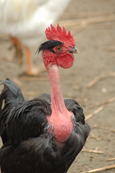 Breed Savers: Naked Necks - Chickens that Look Like Turkeys Chicken Breeds Chart, Raising Turkeys, Rooster Illustration, Chicken Wallpaper, Chicken Drawing, Fancy Chickens, Beautiful Chickens, Hen Chicken, Cute Chickens