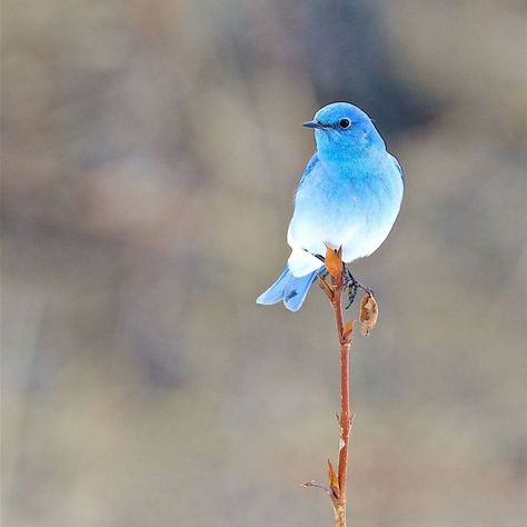 30 Extraordinarily Beautiful Birds You Might Not Have Heard About Nicobar Pigeon, Mountain Bluebird, Harpy Eagle, Painted Bunting, Bird Watchers, Most Beautiful Birds, Rare Birds, Rare Animals, Cotton Balls