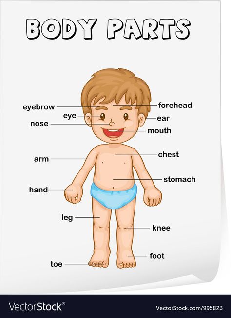 Body Parts Worksheet, Diagram Poster, Body Parts For Kids, Human Body Worksheets, Body Parts Preschool, Body Chart, Anatomy Lessons, First Grade Science, Human Body Parts