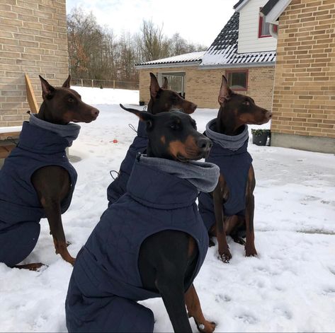 American Doberman, Doberman Training, Dog Mommy, Doberman Pinscher Dog, Doberman Puppy, Doberman Dogs, Dog Jacket, Doberman Pinscher, Pug Dog