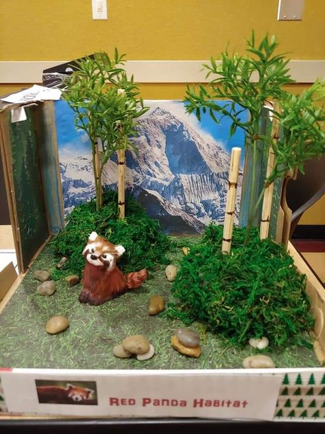 shoebox habitat project Red Panda Habitat Project, 3d Habitat Project, Habitat Diorama Ideas For Kids, Fox Habitat School Project, Panda Habitat Project, Diorama Ideas For Kids School Projects Shoe Box Animal Habitats, Shoebox Habitat, Panda Diorama, Diorama Animal Habitat