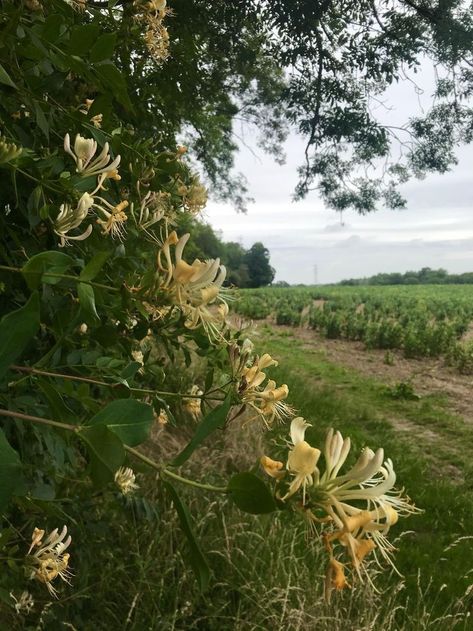 Honeysuckle Fence, Honeysuckle Aesthetic, English Wildflowers, Lonicera Periclymenum, Green Witchery, Honeysuckle Cottage, Tree Tat, Wild Honeysuckle, Honeysuckle Vine