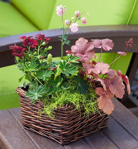 Spring basket flower arrangement: This easy spring basket flower arrangement combines extra plants from the garden center and an upcycled container to create a perfect spring hostess gift! Flower Basket Arrangement, Pots Design, Basket Arrangement, Upcycled Planter, Basket Flower Arrangements, Coral Bells Heuchera, Spring Basket, Columbine Flower, Planting Plan