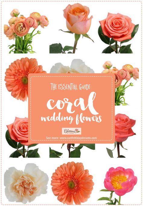 The Essential Coral Wedding Flowers Guide: Types of Peach Flowers, Names, Seasons + Pics Coral And Blush Wedding Flowers, Light Coral Wedding, White Peach Coral Wedding Flowers, Coral And Hot Pink Wedding Flowers, Peach Wedding Bouquet Coral, Coral Orange Yellow Wedding, Coral Peonies Wedding, Coral Colored Flowers, Salmon Color Wedding Ideas