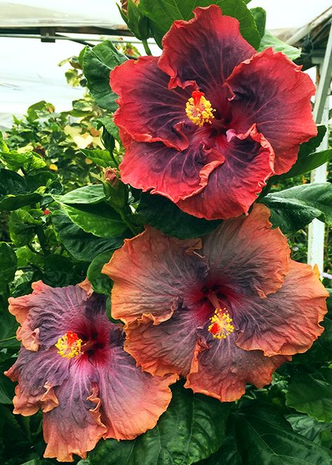 Hibiscus Care, Best Plants For Shade, Growing Hibiscus, Weird Plants, Hibiscus Plant, Good Morning Images Hd, Tropical Hibiscus, Plants For Sale, Hibiscus Flower