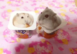 Eating Gif, Hamster Eating, Funny Hamsters, Instant Karma, Animated Animals, Cute Hamsters, Yogurt Cups, Hamsters, Animals Images