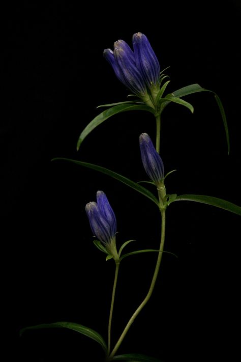 Gentian Flower, Flowers Black Background, Bach Flower Remedies, Flower Remedy, Navy Flowers, Wallpaper Images, Phone Wallpaper Images, Flower Petals, Pretty Flowers