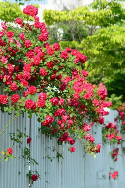 Growing Climbing Roses In Zone 9: Climbing Rose Varieties For Zone 9 Gardens Climbing roses are fabulous additions to almost any garden. But can they grow in zone 9? Click on the following article to learn more about growing climbing roses in zone 9 gardens and choosing popular zone 9 climbing roses. #urbangarden Growing Climbing Roses, Zone 9 Gardening, Courtyard Ideas, Rose Gardening, Rose Garden Design, Garden Goals, Zone 7, Gardening Zones, Climbing Rose