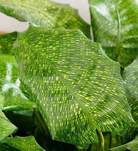 King of Foliage Plants Aglaonema Chinese Evergreen Indoor Plant Easy Grow/UK | eBay Calathea Network, Calathea Musaica, Calathea Plant, Plants Are Friends, Inside Plants, Variegated Plants, Unusual Plants, Interior Plants, Greenhouse Gardening