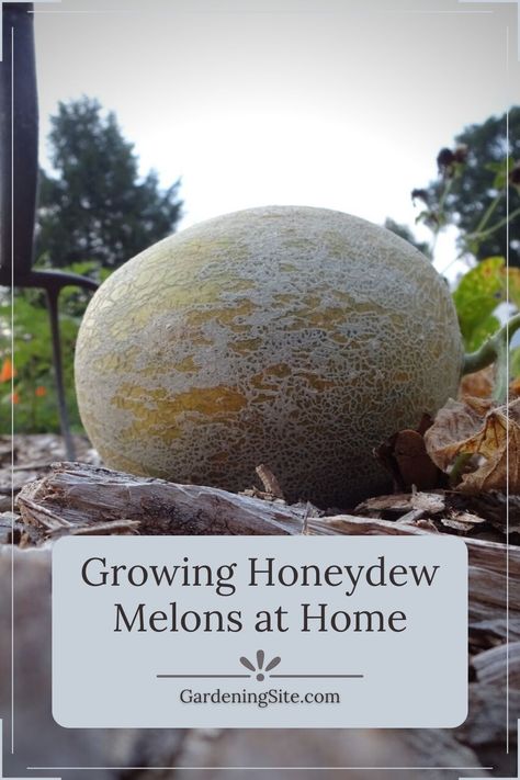 honeydew melon, growing honeydew melon, how to grow honeydew melon, planting honeydew melon Growing Melons, I Am Growing, Pest Prevention, Honeydew Melon, Growing Strawberries, Strawberry Plants, Growing Fruit, Organic Fertilizer, Fig Tree