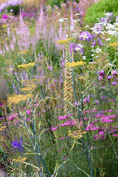 Self seeders mingling with clumps of herbaceous perennials including bronze fennel, Foeniculum vulgare 'Purpureum', white daisy Erigeron annuus, pink achillea, and Digitalis ferruginea at Dove Cottage Nursery & Garden, Halifax, West Yorkshire Bronze Fennel Gardens, Fennel Garden, Pink Achillea, Spa Courtyard, Digitalis Ferruginea, Bronze Fennel, Halifax West Yorkshire, Australian Garden Design, Cottage Nursery