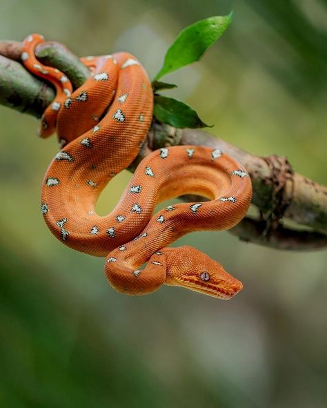 Emerald Tree Boa, Snake Photos, Regard Animal, Nature Picture, Cute Snake, Reptile Snakes, Pet Snake, Beautiful Snakes, Exotic Animals