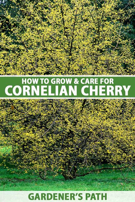 Cornelian Cherry, Cornus Mas, Yummy Fruit, Cherry Flowers, Vegetable Benefits, Zone 7, Plant Zones, Sweet Fruit, Cherry Trees