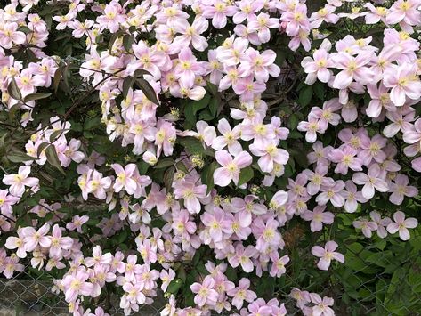 Azaleas Garden, Flowering Quince, Garden Shrubs, Christmas Rose, Flowering Shrubs, Winter Flowers, Flowers Perennials, Spring Blooms, Trees And Shrubs