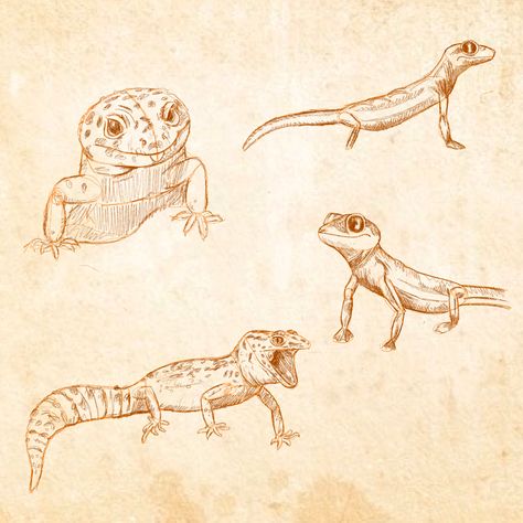 Leopard Gecko Sketch, Scientific Illustration Animals, Gecko Sketch, Reptiles Drawing, Nature Sketches, Animal Studies, Cute Lizard, Leopard Geckos, Scientific Journal