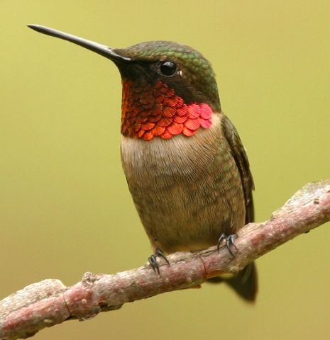 Ruby-Throated Hummingbird. These humming birds are found in the south typically in Georgia. Red Throated Hummingbird, Hummingbird Pictures, Ruby Throated Hummingbird, Hummingbird Tattoo, Tiny Bird, Humming Bird, Baby Bird, Backyard Birds, Bird Pictures