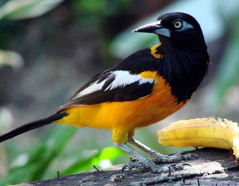 El Turpial es una de las aves más hermosas de Venezuela y fue declarado Ave Nacional de Venezuela el 23 de mayo de 1958. Según dicen está ave es el pájaro que mejor canta en todo el mundo.  El Turpia... Kinds Of Birds, Colorful Bird, Backyard Birds, All Birds, Exotic Birds, Colorful Birds, Little Birds, Wild Birds, Bird Watching