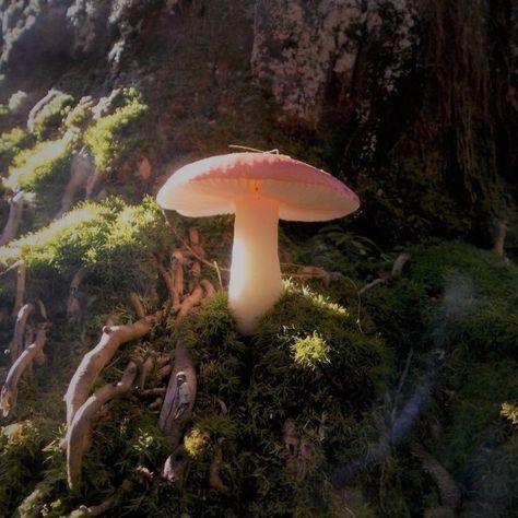 fairy aesthetic Forest Fairy Aesthetic, Dr Mundo, Fairy Core Aesthetic, Faerie Aesthetic, Fae Aesthetic, Mushroom Core, Goblincore Aesthetic, Forest Core, Fairycore Aesthetic