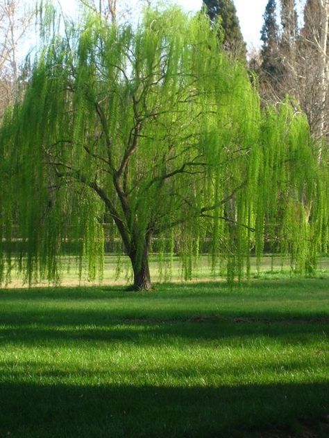 Willow Tree Forest, Willow Trees Garden, Willow Tree Art, Natural Photoshoot, Drawing Natural, Weeping Willow Tree, Willow Trees, Pretty Trees, Weeping Willow