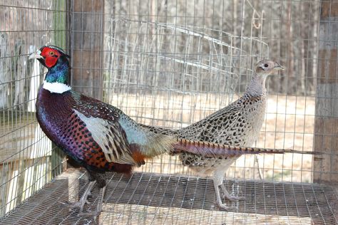 Here's our experience raising pheasants on the homestead. Are they worth raising for meat? You decide. Raising Pheasants, Pheasant Farm, Raising Turkeys, Raising Quail, Raising Bees, Raising Farm Animals, Deer Hunting Tips, Pheasant Hunting, The Homestead