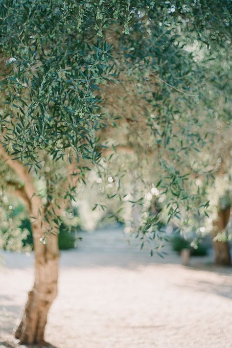 Olive Grove Aesthetic, Olive Trees Aesthetic, Olive Grove, Greek Villa, Olive Trees Photography, Greek Taverna Wedding, Italian Olive Grove, Greece Olive Trees, Greece Destinations