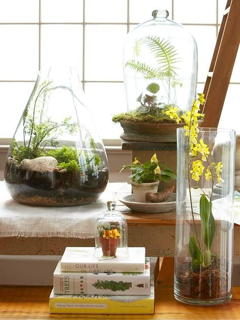 Top Plants for Terrariums  Old-fashioned glass showcases make a comeback using these dozen terrarium plants. Beautiful Terrariums, Indoor Gardens, Garden Terrarium, Terrarium Diy, Have Inspiration, Terraria, Terrarium Plants, Eco Chic, Deco Floral