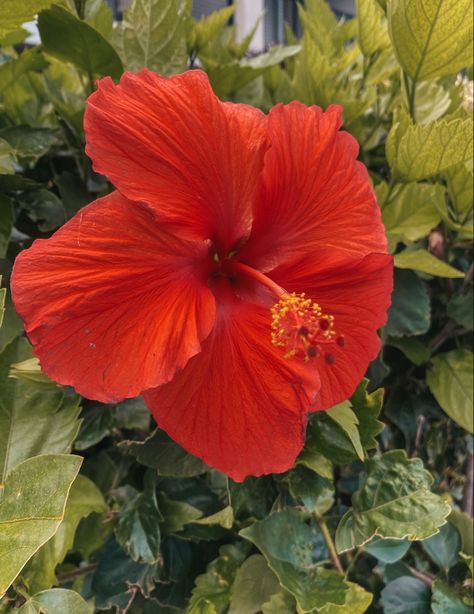 Tropical flower red aesthetic Tropical Flower Aesthetic, Tropical Flower, Tropical Floral, Green Aesthetic, Tropical Flowers, Spring Break, Ecuador, South America, Hibiscus