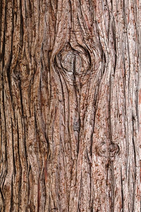 Thanks to @mitchell_luo for making this photo available freely on @unsplash 🎁 Tree Bark Wallpaper, Carnival Birthday Party Theme, Tree Bark Texture, Birthday Invitation Card Template, Brown Tree, Wooden Texture, Wood Post, Close Up Photography, Material Textures