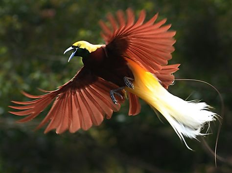 Cendrawasih (Bird of Paradise), Yapen Island, Papua.  Cendrawasih species are native of Papua Island.  Nearby: Raja Ampat Greater Bird Of Paradise, Bird Painting Diy, Fly Drawing, Love Birds Painting, Wild Animal Wallpaper, Birds In The Sky, Image Nature, Most Beautiful Birds, Bird Houses Diy