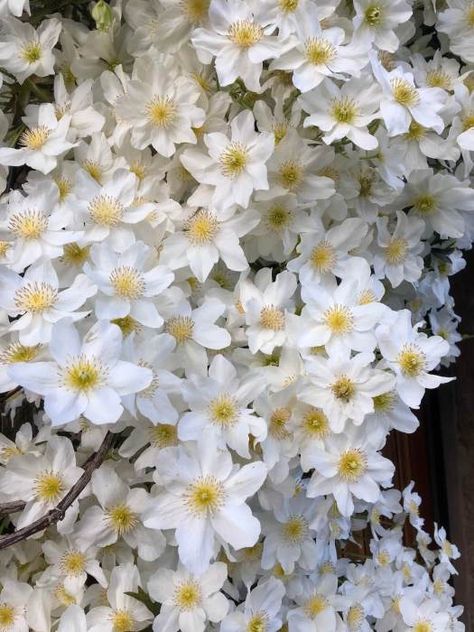 White Clematis, Terraced House, Photo Op, Close To Home, New Things, Clematis, Heart Shape, A Heart, Wedding Venue