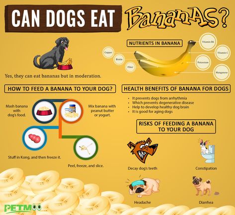 Can Dogs Eat Bananas Infographic
#petmoo #pets #dogs #doginfographics #dogseatbananasinfographic Safe Fruits For Dogs, Bananas For Dogs, Can Dogs Eat Apples, Can Dogs Eat Bananas, Fruits For Dogs, Banana Health Benefits, Banana Recipe, Banana Treats, Dog Bread