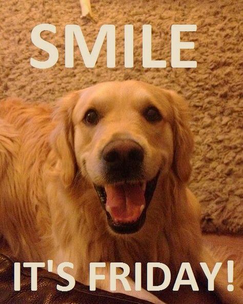 Golden Retriever Quotes, Golden Retriever Funny, Dog Grooming Business, Funny Cats And Dogs, It's Friday, Golden Retrievers, Cute Animal Pictures, Beautiful Dogs, Animals Friends