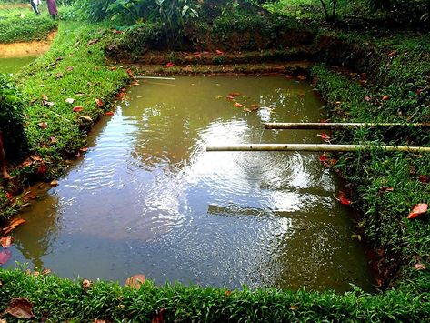 Tilapia pond aquaculture Fish Farming Ponds, Aquaculture Fish, Tilapia Fish, Polynesian Dress, Pond Design, Healthy Fish, Fish Farming, Trial And Error, Backyard Inspo