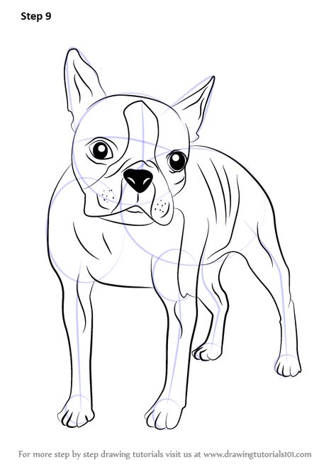 Boston Terrier Line Drawing, How To Draw A Boston Terrier Easy, Boston Terrier Painting Easy, Boston Terrier Coloring Pages, Boston Terrier Drawing, Terrier Drawing, Boston Terrier Tattoo, Boston Terrier Painting, Terrier Tattoo