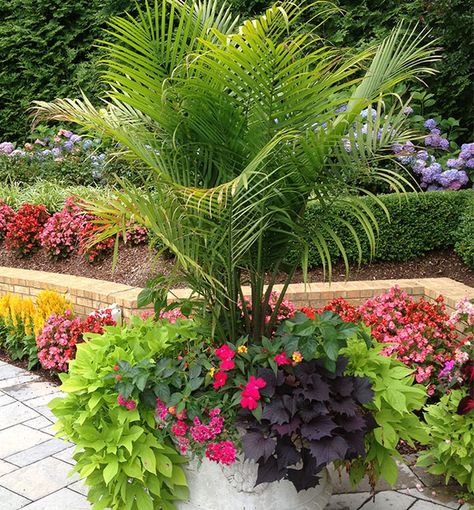 Cascading Planter, Potted Palm Trees, Planter Boxes Flowers, Pool Plants, Tropical Patio, Summer Planter, Potted Palms, Tanaman Indoor, Box Flowers