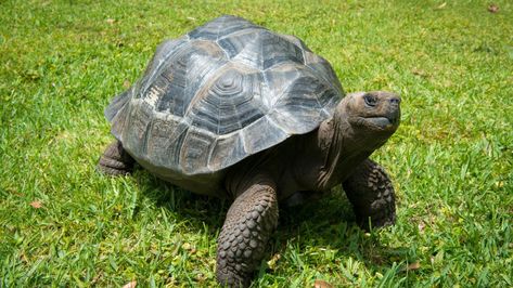 Terrestrial Animals, Big Tortoise, Kawaii Turtle, Animals Reference, Tortoise Habitat, Tortoise Care, Sulcata Tortoise, Houston Zoo, Galapagos Tortoise