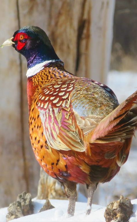 Alberta Birds | A nice rooster!!   Ring-necked Pheasant | Facebook Ring Necked Pheasant, March 2024, Pheasant, Rooster, Birds, Chicken, Ring