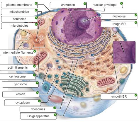 THE QUESTION TO THIS IS: Correctly label the following structures in a typical human cell. Male Reproductive System Diagram, Human Cell Structure, Human Cell, Male Reproductive System, Cell Structure, Natural Science, Reproductive System, Tea Shop, Science And Nature