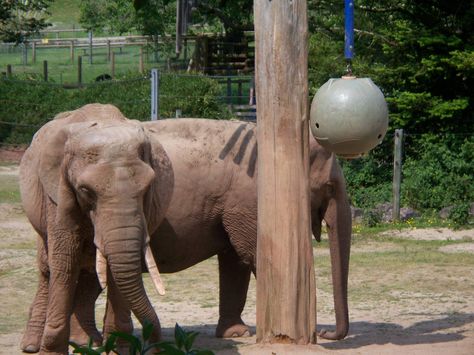 giraffe enrichment images | Elephant Enrichment » Paignton Zoo Gallery Giraffe Enrichment, Elephant Enrichment, Animal Enrichment, Zoo Animals, Elephant, Animals