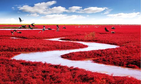 Red Beach, Panjin, China (Image: MJiA) Dracaena Cinnabari, Monte Roraima, Zhangjiajie, Landform, Visit China, Colorful Places, Red Beach, Breathtaking Places, Incredible Places