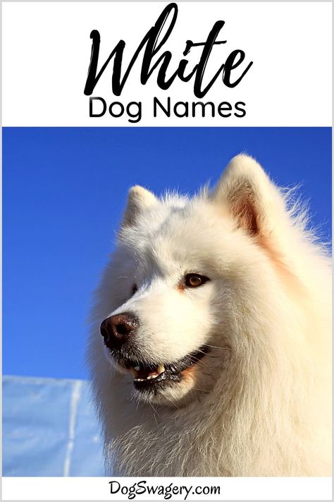 What is a good name for your white dog? We’ve rounded up a list of white dog name ideas inspired by the winter season and snowy weather to match your dog’s white hair and personality. Harry Potter Dog Names, White Dog Names, Dog Name Ideas, Dog Swag, Harry Potter Dog, Welsh Names, Welsh Words, Old English Names, Gsd Dog