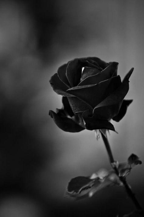 Belle Rose, Black Roses, Colorful Roses, Black Flowers, Dark Beauty, Spanish Quotes, Gothic Art, White Photo, Shades Of Black