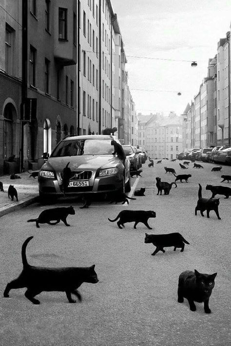 =^..^= "A black cat crossing your path signifies that the animal is going somewhere." ~ Groucho Marx ~ A Bunch Of Cats, Bunch Of Cats, Spicy Memes, Seni Pop, Haiwan Peliharaan, Sanya, Appaloosa, Naha, Quarter Horse