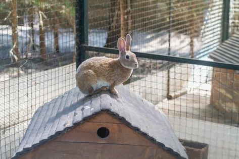 The best outdoor rabbit hutch provides your pet with plenty of room to move about and play, a comfortable bed, warmth, and most importantly, a dry habitat. Rabbits use their fur and fat to stay warm but they also need protection. A hutch that keeps a bunny warm and dry is very important. Outdoor Rabbit Enclosure Diy Winter, Outdoor Bunny Habitat, Rabbit Shed, Outdoor Rabbit, Outdoor Rabbit Hutch, Ferret Cage, Bunny Hutch, Wild Rabbit, Outdoor Cat House