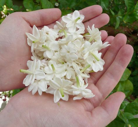 Jasmine in Hand | Jasmine sambac blossoms from my potted pla… | Roxana Villa | Flickr Arabian Jasmine, Jasmine Sambac, Jasmine Flower, In The Garden, Potted Plants, The Garden, White Flowers, Flowers